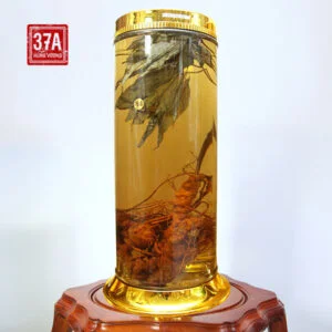 Rượu Sâm Ngọc Linh tự nhiên 70 năm 0.55kg