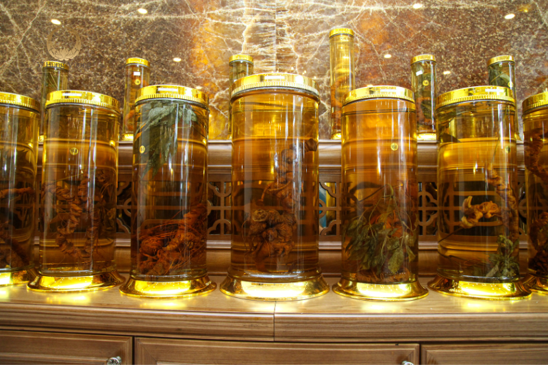 Sâm Ngọc Linh 37: Quốc bảo Việt Nam, tinh hoa của núi rừng