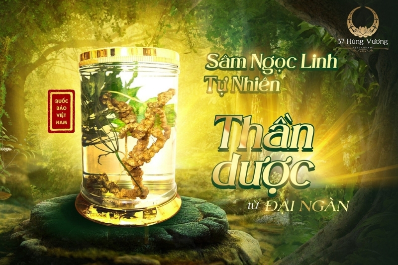 Sâm Ngọc Linh Bí quyết nâng cao sức khỏe và khẳng định đẳng cấp người Việt