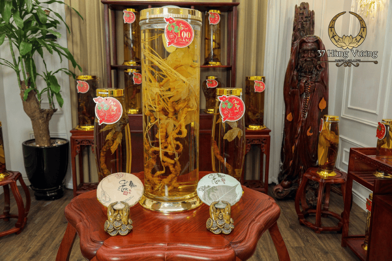 Sâm Ngọc Linh có tác dụng gì cách dùng và lưu ý